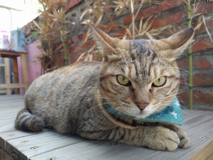 (第97批圖) LG G4 &G5&V10&v20 日夜拍研究團 精選作品2017.3.9