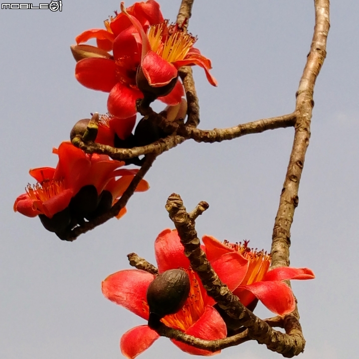 木棉花-高鐵台南站歸仁十五路3月11號