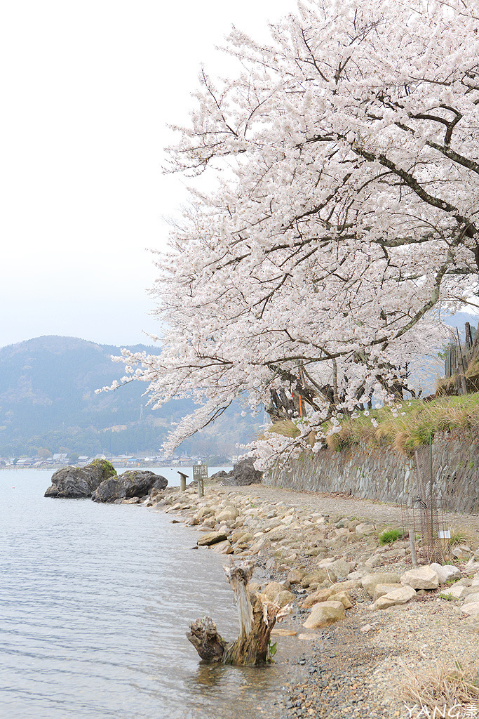【滋賀】海津大崎，琵琶湖畔賞櫻名所