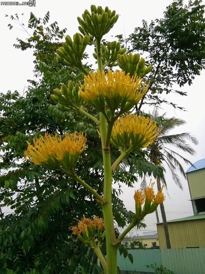 龍舌蘭3月18號 安定區海寮里海寮