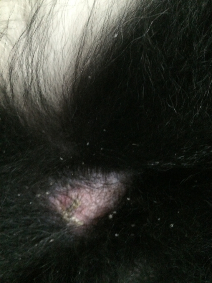 狗狗皮膚病嚴重！怎辦？