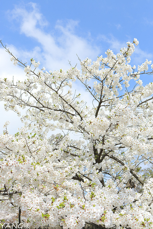【滋賀】長濱城（豐公園），琵琶湖東岸的櫻花百選