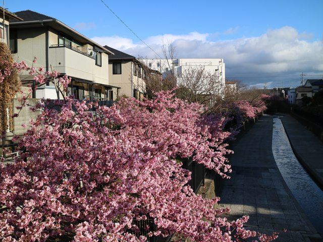 京都最早滿開的櫻花~淀水路的河津櫻並木