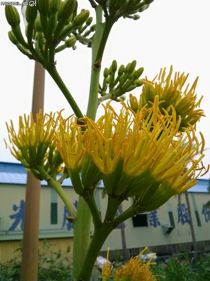 龍舌蘭3月18號 安定區海寮里海寮
