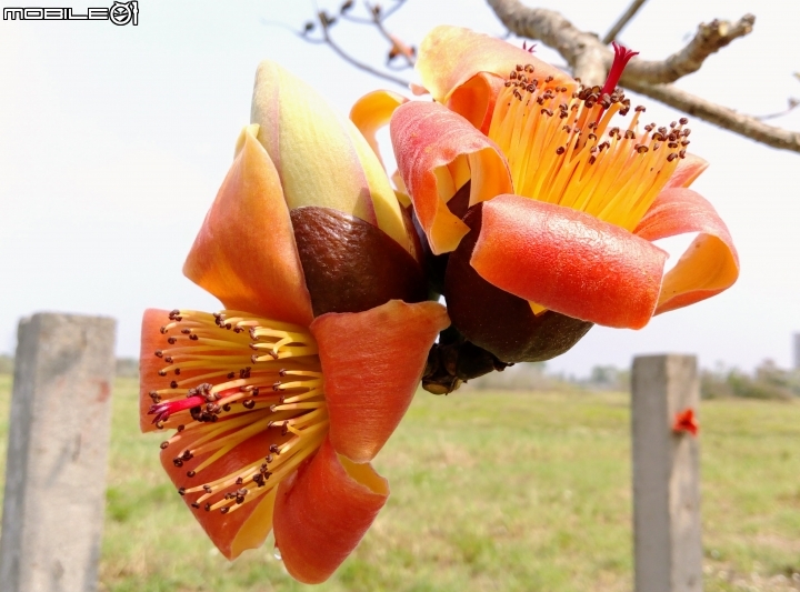 木棉花-高鐵台南站歸仁十五路3月11號