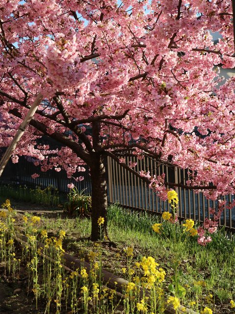 京都最早滿開的櫻花~淀水路的河津櫻並木