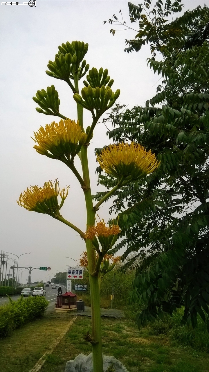 龍舌蘭3月18號 安定區海寮里海寮