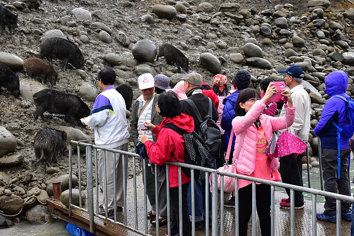 曾文水庫真是個美麗好地方，遊艇遊湖餵山豬，飛鷹峽谷馬頭岩。