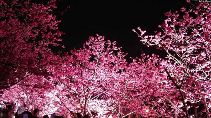 (第97批圖) LG G4 &G5&V10&v20 日夜拍研究團 精選作品2017.3.9