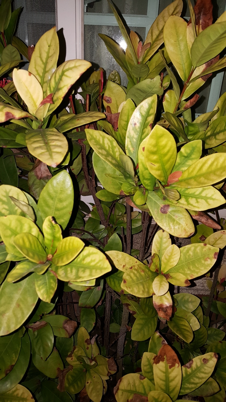 仙丹花品種