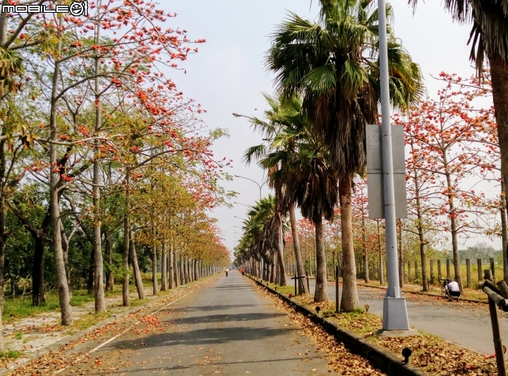 木棉花-高鐵台南站歸仁十五路3月11號