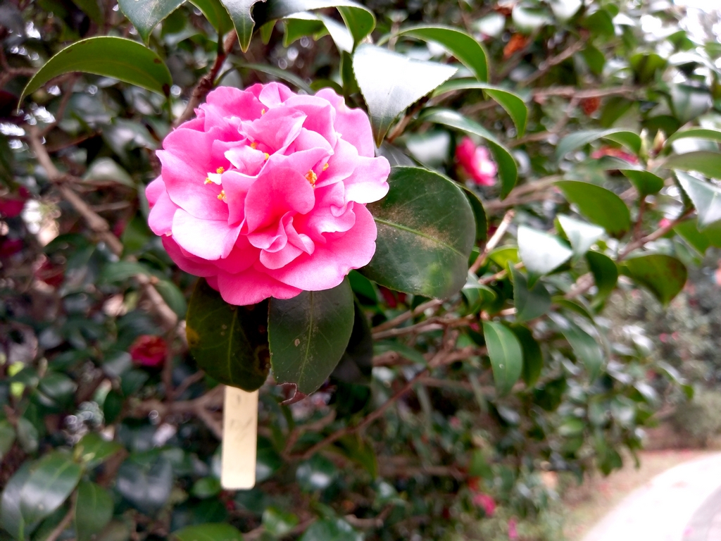 台大杜鵑花節~帶 htc ultra賞花