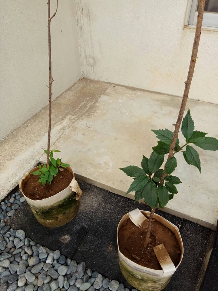 櫻花葉子枯萎、焦掉，先進們可以幫我隔空抓藥一下嗎?感恩