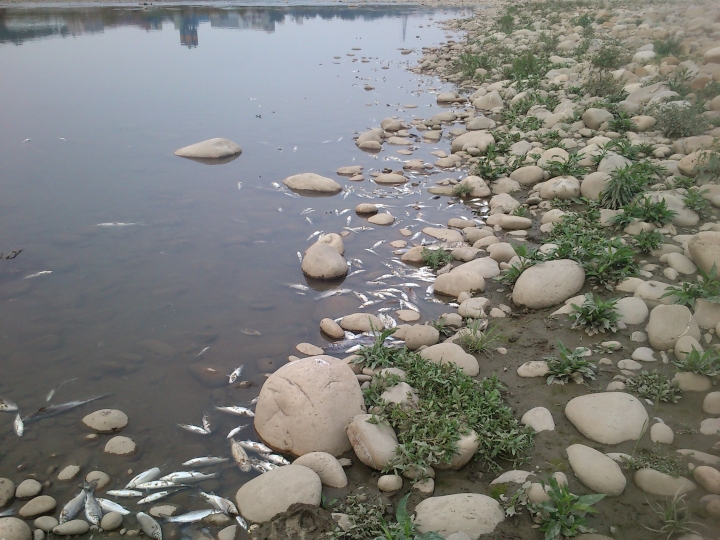 柑城橋下三峽河排放廢水魚類大量死亡