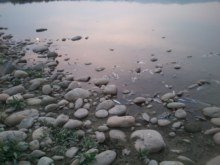 柑城橋下三峽河排放廢水魚類大量死亡