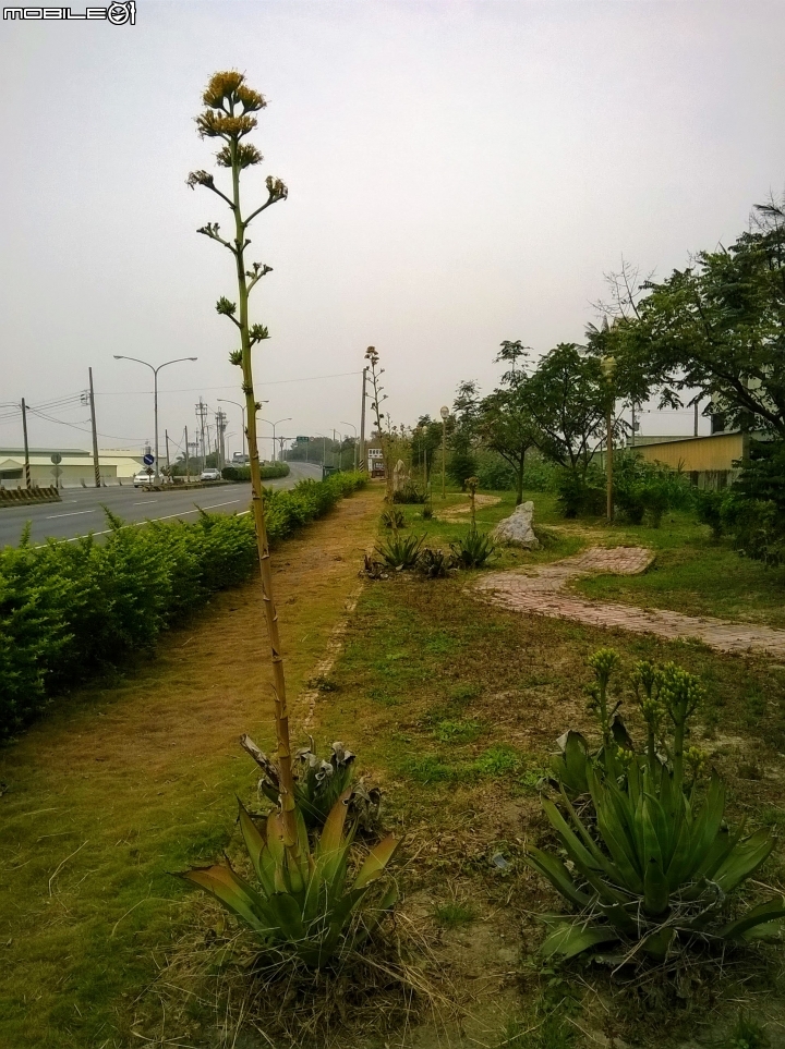 龍舌蘭3月18號 安定區海寮里海寮