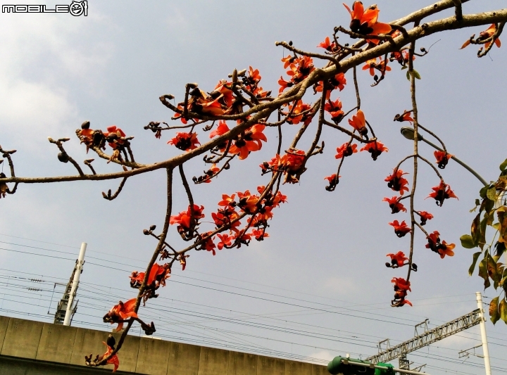 木棉花-高鐵台南站歸仁十五路3月11號