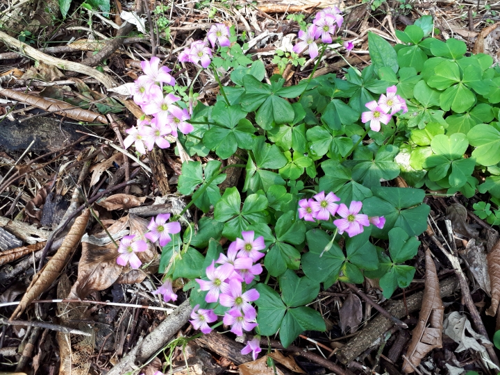 (試用活動心得) Samsung Galaxy A7 2017 水秘境之美