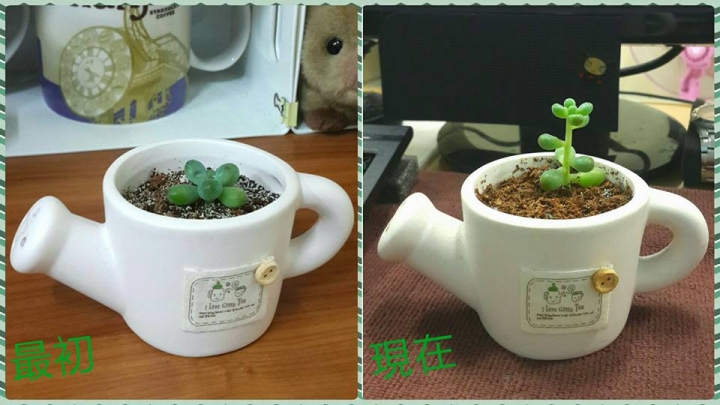 更新於12/17邁向第12年)預算不足夫妻同心油漆&整修17坪的起家厝點滴..