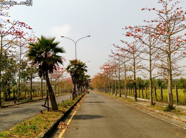木棉花-高鐵台南站歸仁十五路3月11號