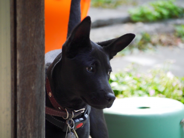 GF6和OLYMPUS 40-150mm f4.0–5.6開箱
