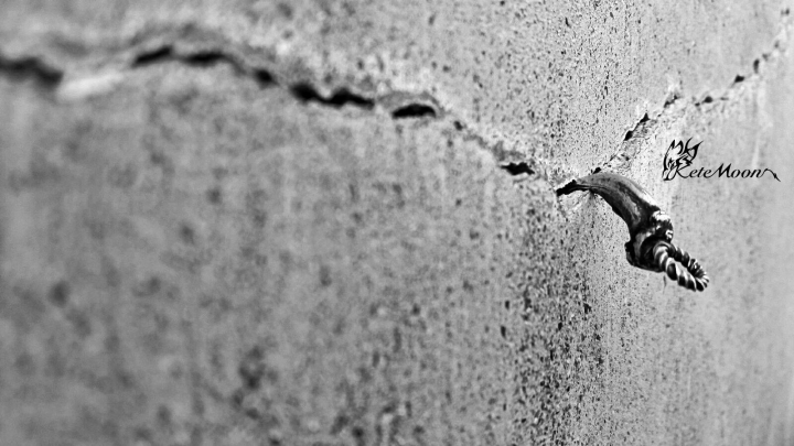 Monolith-Silver Claw