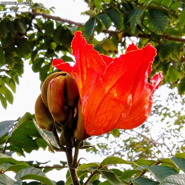 火焰木 北區東豐路 成大敬業校區圍牆邊