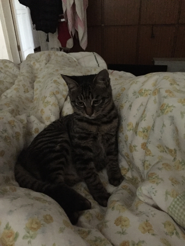 我养的可爱的狸花猫