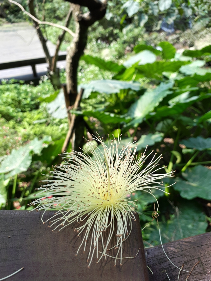 (試用活動心得) Samsung Galaxy A7 2017 水秘境之美