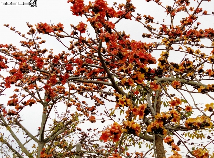 林初碑木棉道 3月11號花況