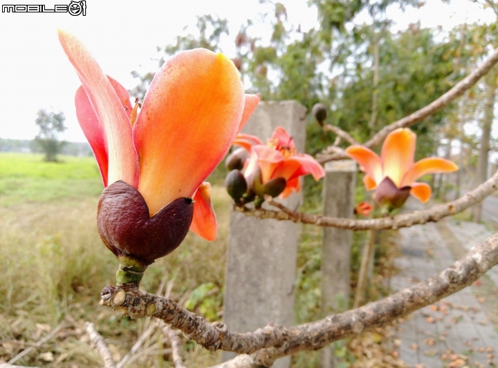木棉花-高鐵台南站歸仁十五路3月11號