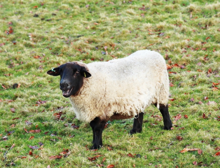 『英國鄉村』Cotswolds之迷你小鎮Burford & the Slaughters