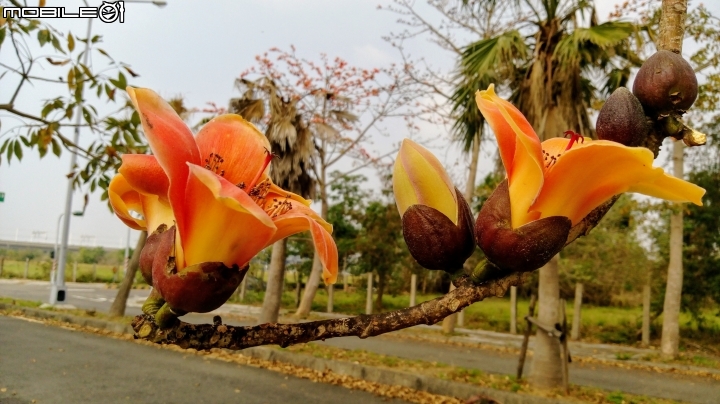 木棉花-高鐵台南站歸仁十五路3月11號