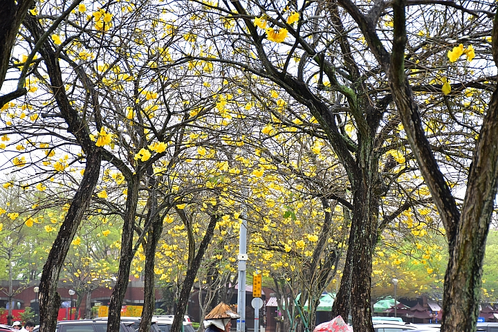 國道3古坑服務區黃色風鈴木已盛開
