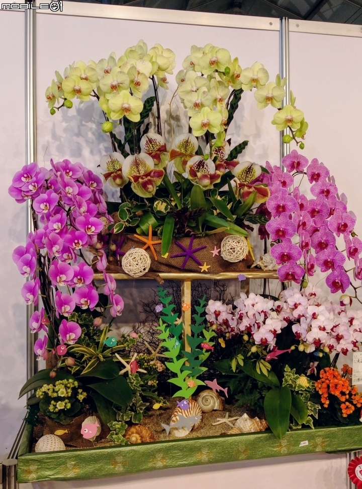 後壁區烏樹林 國際蘭花展 3月11號