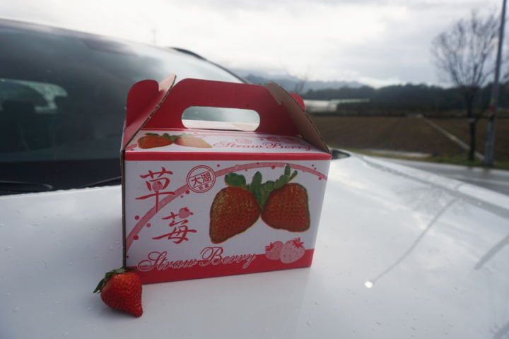 Tucson苗栗採草莓+南庄兩天一夜小蜜月之旅