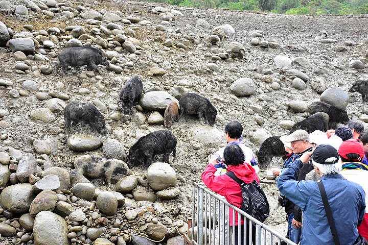 曾文水庫真是個美麗好地方，遊艇遊湖餵山豬，飛鷹峽谷馬頭岩。