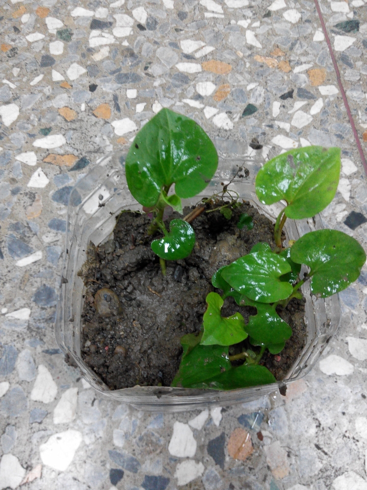 植物名請教各位大大們