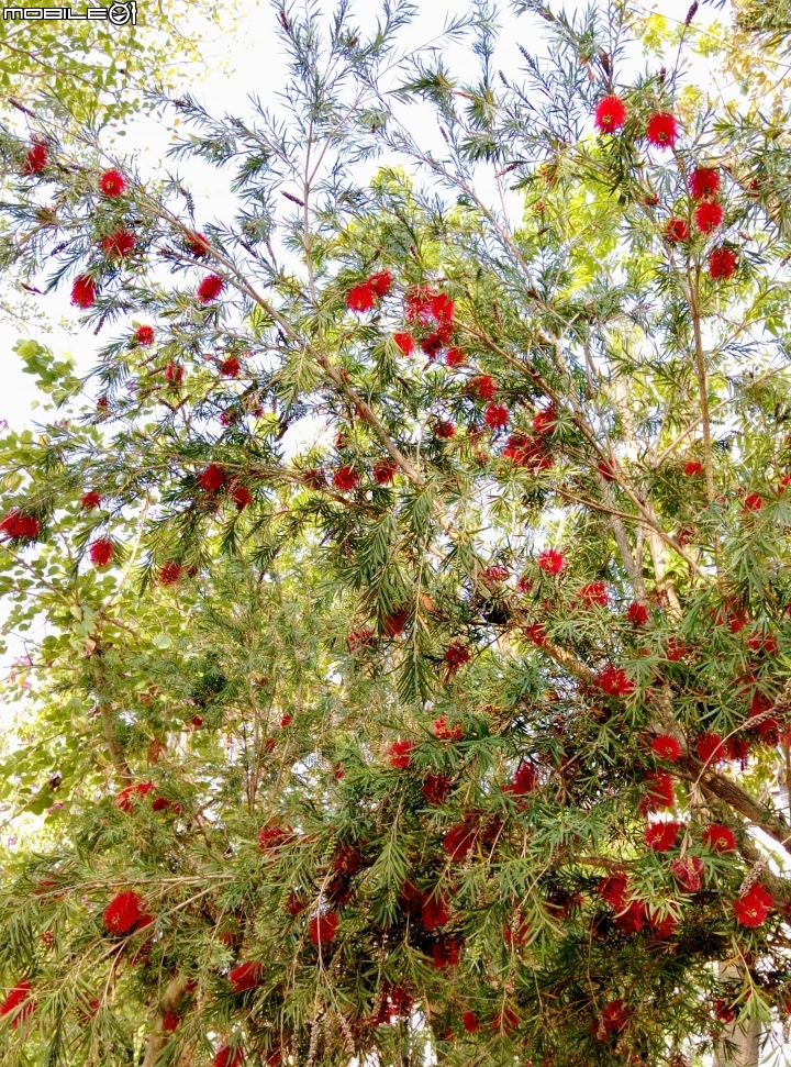 紅千層+粉撲3月24號 歸仁區運動公園