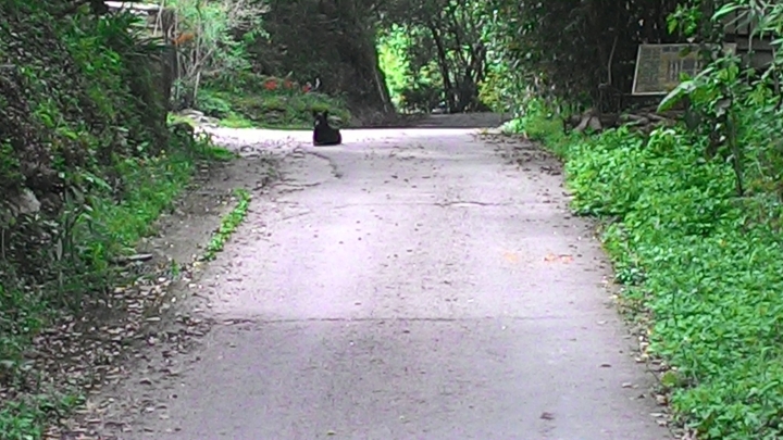 冒險之旅-盧山-合作-翠峰