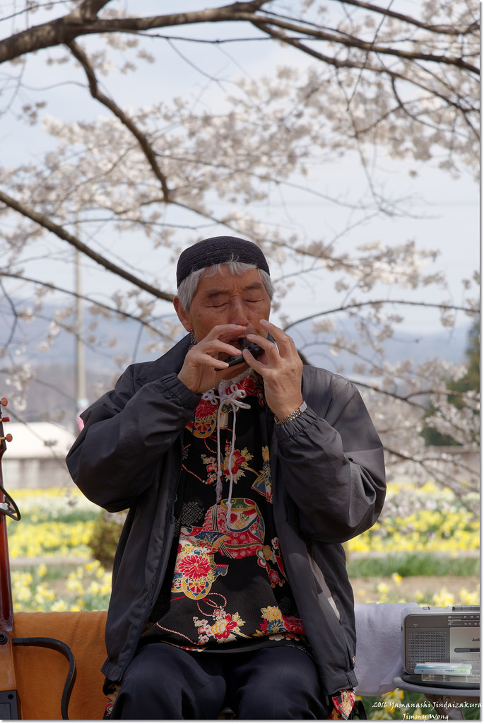 [日本富士山環山之旅]-山梨-我在南阿爾卑斯連峰下遇見2000年樹齡山高神代櫻