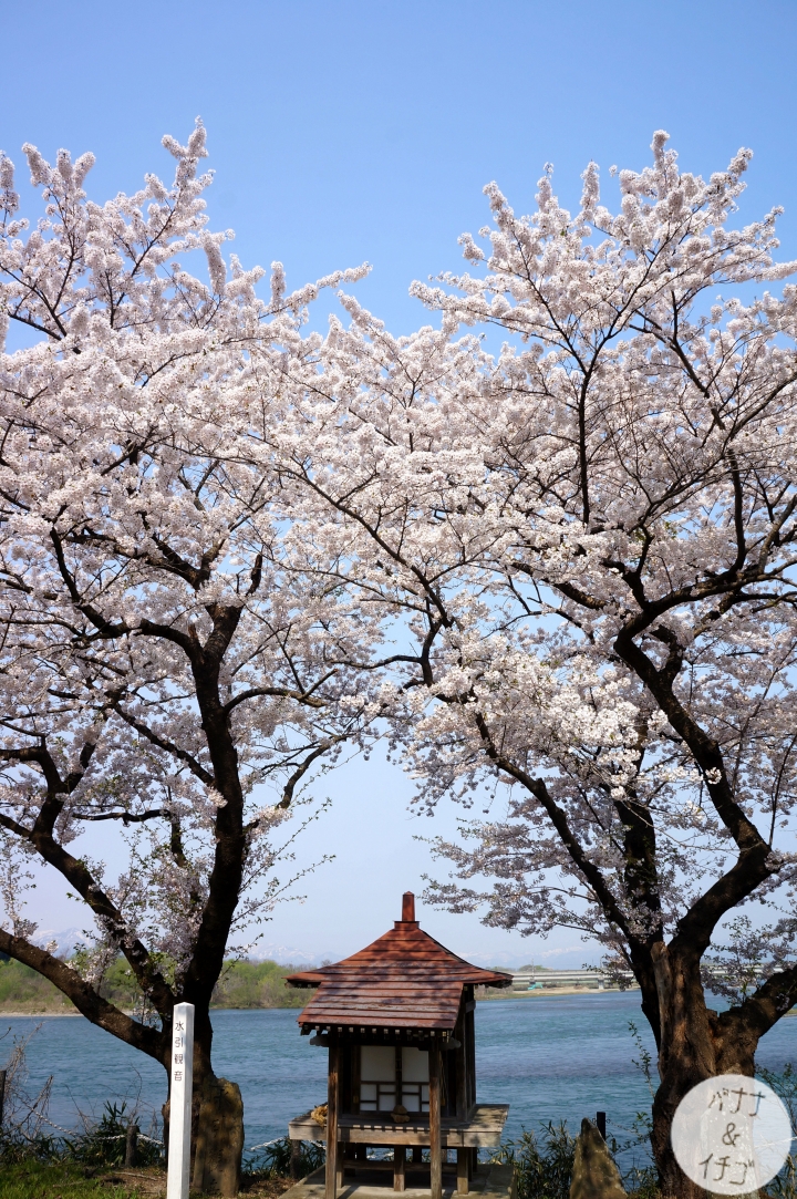 「岩手賞櫻」--北上訪聖地 北上展勝地