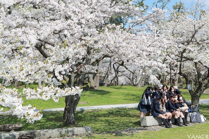 【滋賀】長濱城（豐公園），琵琶湖東岸的櫻花百選