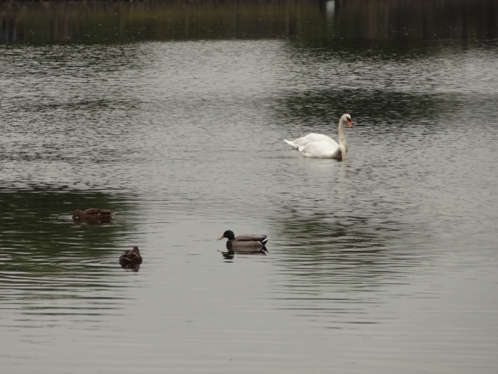 ＜日本＞2013日本二度蜜月去~松本城、繩手通、時鐘博物館