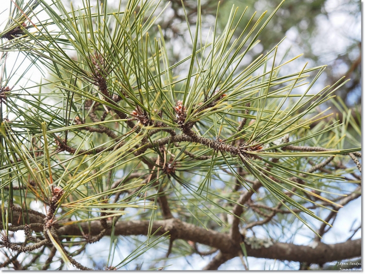 [日本東北自助行]-宮城-松島海岸-松島海岸逛逛+魚市場烤牡蠣吃到飽