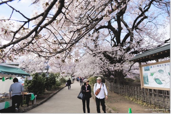 [日本富士山環山之旅]-山梨-我在南阿爾卑斯連峰下遇見2000年樹齡山高神代櫻