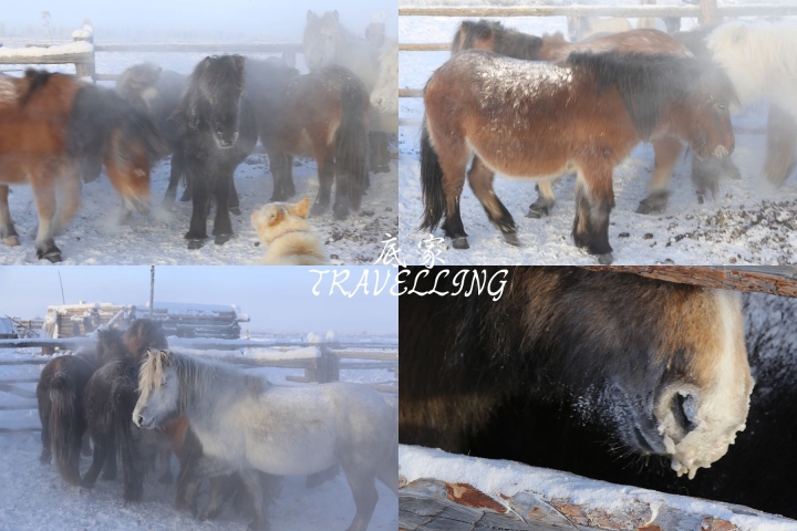 [俄羅斯] 向急凍前進～奧伊米雅康 (下) Oymyakon