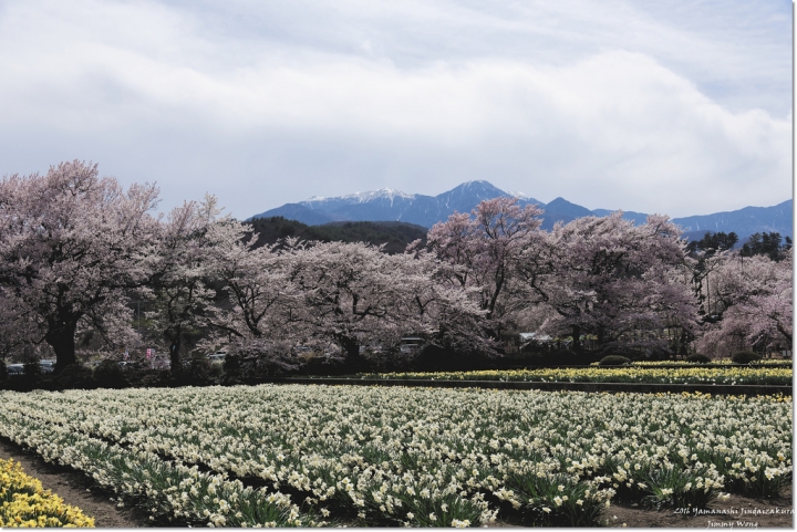 [日本富士山環山之旅]-山梨-我在南阿爾卑斯連峰下遇見2000年樹齡山高神代櫻