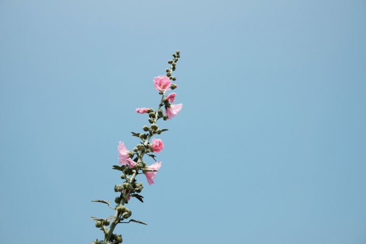 【台南學甲】『蜀葵花田』春天花季♡，被滿滿粉嫩感蜀葵花海包圍著，遊走在花田迷宮│隱身在一望無際的麥田超美的
