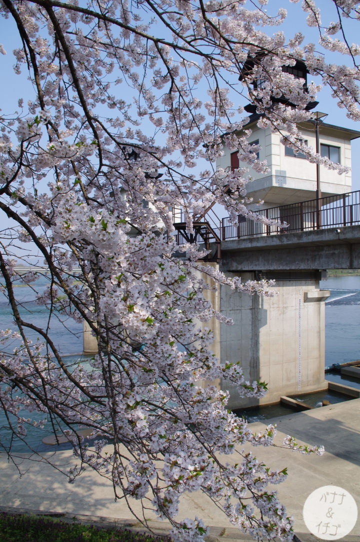「岩手賞櫻」--北上訪聖地 北上展勝地
